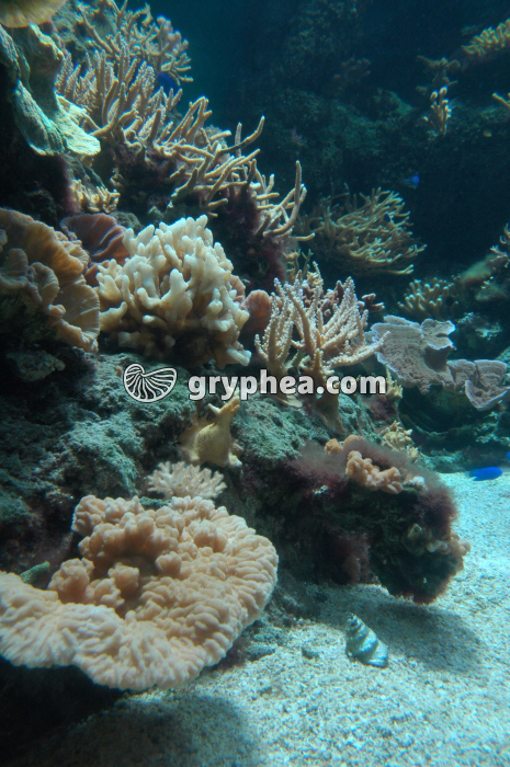 Mer et corail - récif corallien - gryphea.org